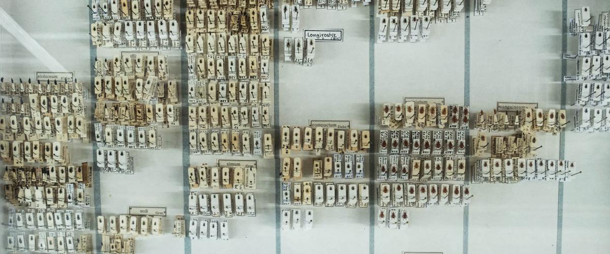 Sammlung von Käfern im CeNAK Hamburg